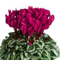 Metis<sup>®</sup> Deep Magenta Silverleaf Cyclamen