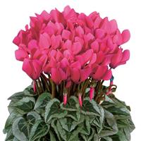 Metis<sup>®</sup> Deep Rose Silverleaf Cyclamen