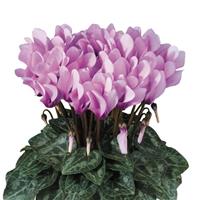 Metis<sup>®</sup> Lilac Shades Eye Cyclamen