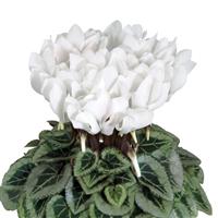 Metis<sup>®</sup> Pure White Silverleaf Cyclamen