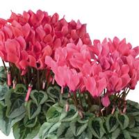 Metis<sup>®</sup> Salmon Shades Silverleaf Cyclamen