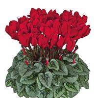 Metis<sup>®</sup> Scarlet Red Silverleaf Cyclamen