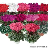 Metis<sup>®</sup> Silverleaf Mix Cyclamen