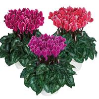 Metis<sup>®</sup> Edge Mix Cyclamen