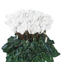 Metis<sup>®</sup> Chantilly White Cyclamen