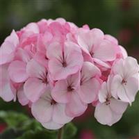 Horizon Appleblossom Geranium