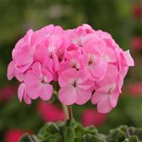 Horizon Lavender Geranium