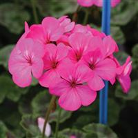 Horizon Neon Rose Geranium