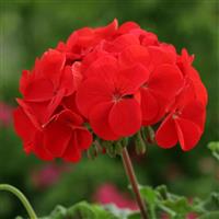 Horizon Red Geranium