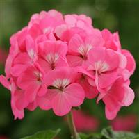 Horizon Rose Geranium