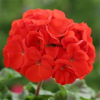 Horizon Scarlet Geranium