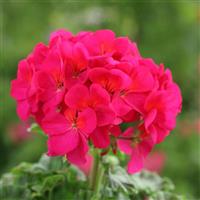 Horizon Violet Geranium