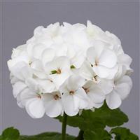 Horizon White Geranium