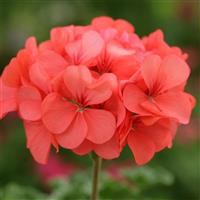 Horizon Coral Spice Geranium