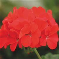 Horizon Deep Red Geranium