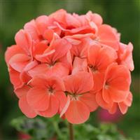 Horizon Deep Salmon Geranium