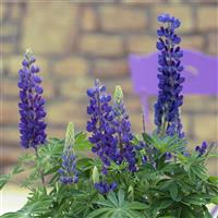 Lupin Mini Gallery Blue