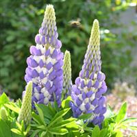 Lupin Mini Gallery Blue Bicolor