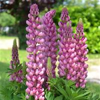 Lupin Mini Gallery Pink