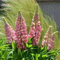 Lupin Mini Gallery Pink Bicolor