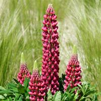 Lupin Mini Gallery Red