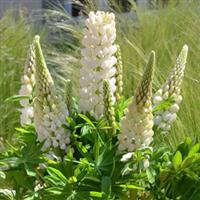 Lupin Mini Gallery White