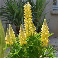 Lupin Mini Gallery Yellow