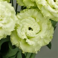 Celeb 2 Green Lisianthus