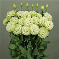 Celeb 2 Green Lisianthus