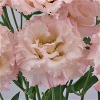 Celeb 2 Misty Pink Lisianthus