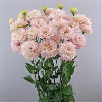 Celeb 2 Misty Pink Lisianthus