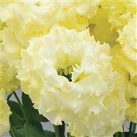 Celeb 2 Yellow Lisianthus