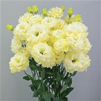 Celeb 2 Yellow Lisianthus