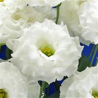 Celeb 2 White Lisianthus