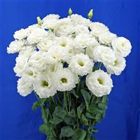 Celeb 2 White Lisianthus