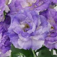 Celeb 2 Blue Flash Lisianthus