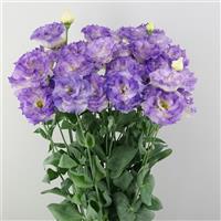 Celeb 2 Blue Flash Lisianthus