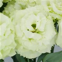 Celeb 3 Green Lisianthus