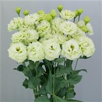 Celeb 3 Green Lisianthus