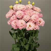 Celeb 3 Pink Lisianthus