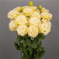 Celeb 3 Yellow Lisianthus