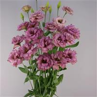 Celeb 2 Wine Lisianthus