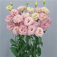 Celeb 1 Aurora Pink Lisianthus