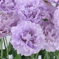 Celeb 1 Lavender Lisianthus