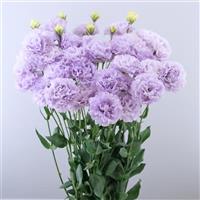 Celeb 1 Lavender Lisianthus