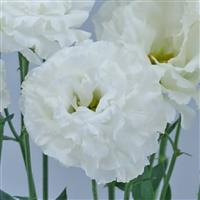 Celeb 1 Vanilla Lisianthus