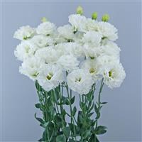 Celeb 1 Vanilla Lisianthus