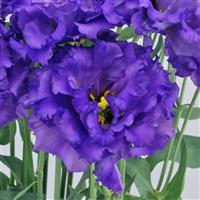 Celeb 1 Violet Lisianthus