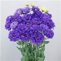 Celeb 1 Violet Lisianthus