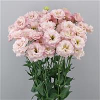 Celeb 2 Cosmetic Lisianthus